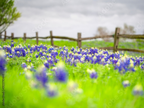 Bluebonnet Season - Texas bluebonnets are blooming everywhere from city to country side.