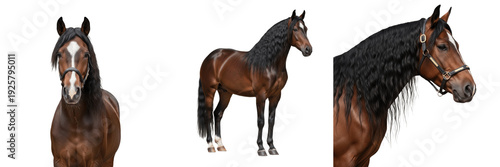 Canvastavla Friesian Horse Equus ferus caballus isolated on white background, Dutch horse br