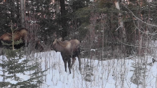 A pair of wild Alaska moose (Alces alces gigas), one adult and one younger, browse in a snowy willow thicket.