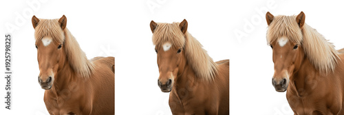 Foto Icelandic Horse Equus ferus caballus isolated on white background, Íslenski hest