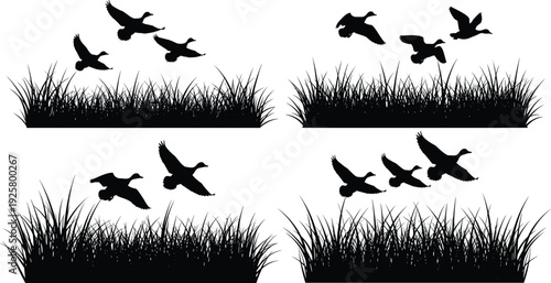 Black silhouettes of wild ducks flying over tall marsh grass isolated on white background, waterfowl hunting and nature landscape design elements for outdoor graphics