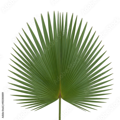Vibrant green palm leaf with long slender fronds