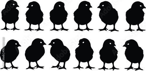 Set of twelve black baby chick silhouettes in various poses isolated on white background, cute little chicken vector icons for Easter and poultry farm design