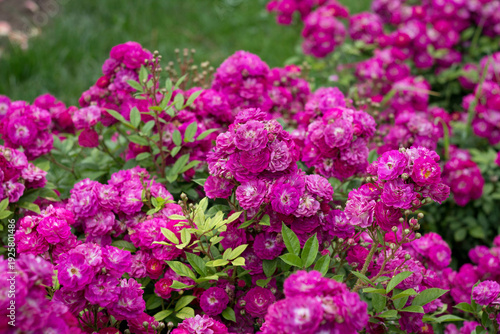 Lush bush of vibrant magenta pink spray roses blooming in a summer garden.
