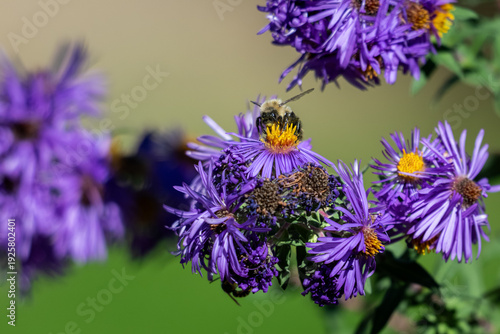 Konstfotografi A common eastern bumblebee pollinates vibrant purple New England aster flowers i