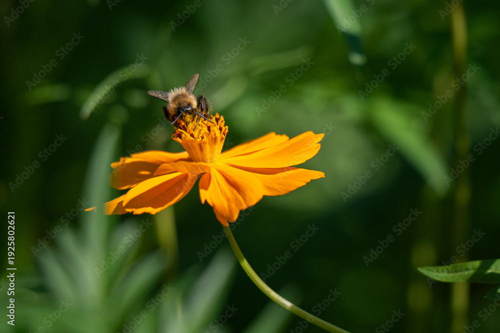 Obraz premium A bumblebee pollinates a vibrant orange sulfur cosmos against a lush green garden background