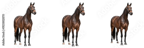 Tableau sur toile Hanoverian Horse Equus ferus caballus isolated on white background, German warmb