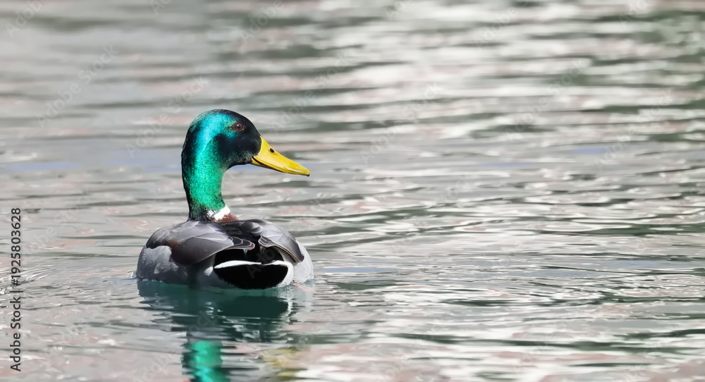 Obraz premium Mallard duck, Anas platyrhynchos, birds of Bosnia and Herzegovina