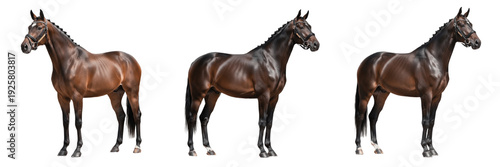 Photos Holsteiner Horse Equus ferus caballus isolated on white background, German warmb