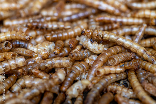 Obraz na plátně A large number of worms form a natural backdrop