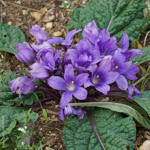 Myth and Magic: The Forbidden Purple Flowers of the Mandrake Plant in the Ancient Land of Sicily