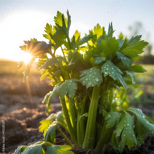 Fresh celery plants gleam with morning dew