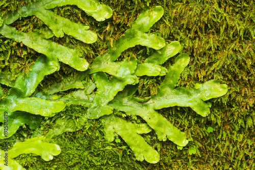 Cuadro en lienzo Close up of scented liverwort (Conocephalum conicum), Madeira