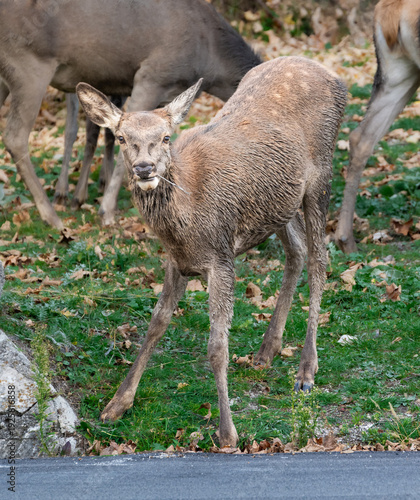 una cerva bruca osservata dai visitatori a villalago