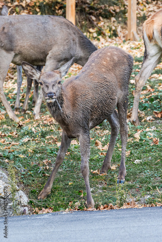 una cerva bruca osservata dai visitatori a villalago