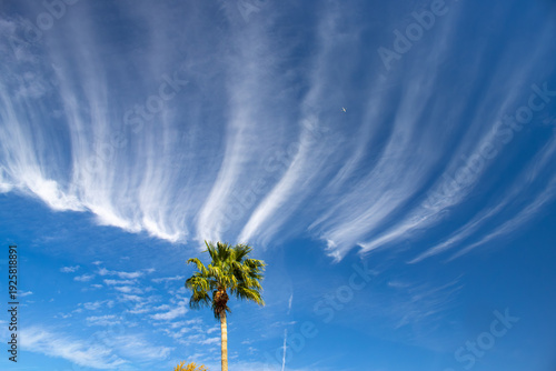 Photos palm tree and blue sky