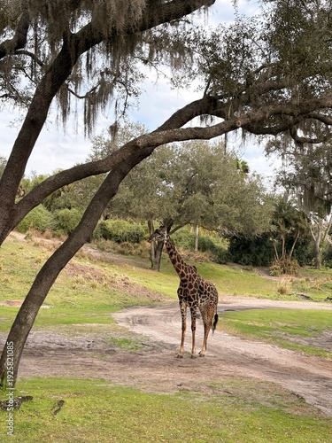 Photography giraffe in the wild