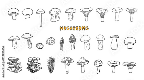Obraz na płótnie Set of different mushrooms in doodle style