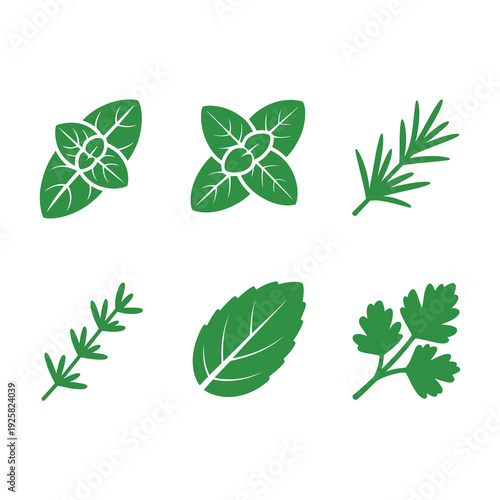 Set of green herb leaves isolated on white background for cooking recipes