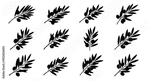 Collection of twelve black silhouette olive branches with olives isolated on white background graphic design elements