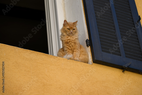Chat roux contemple la rue depuis le rebord de la fenêtre