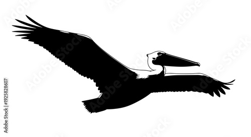 Silhouette of a majestic pelican in mid flight wings spread wide against a stark white background showcasing its