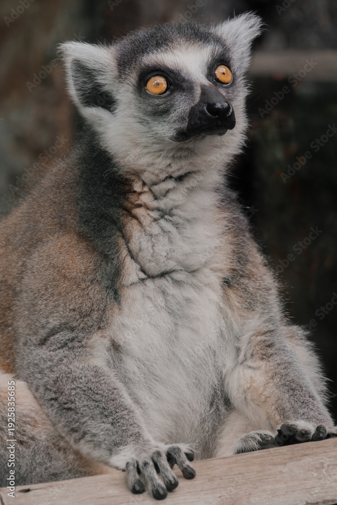 Fototapeta premium Ring-Tailed Lemur Portrait Sitting on Wooden Surface