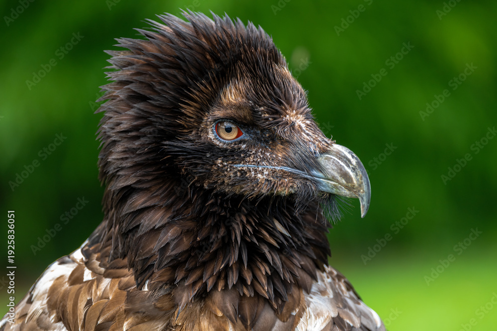Fototapeta premium Portrait of a Bearded Vulture (Gypaetus barbatus)