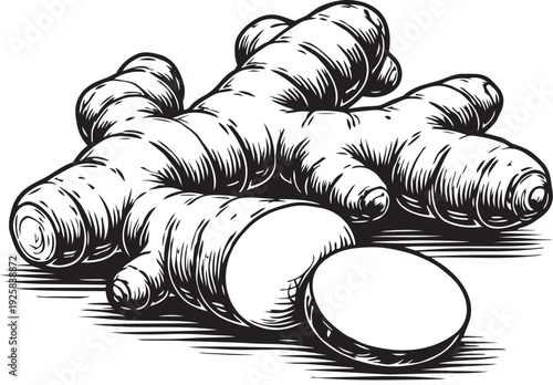 Turmeric root stack cross section botanical composition detailed engraving illustration for spice supplement packaging label design