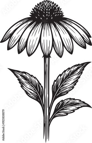Echinacea flower stem botanical study detailed engraving illustration for immune herbal supplement packaging label design