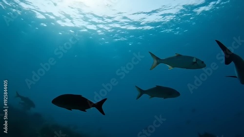 Underwater Scene with Fish Swimming Freely.