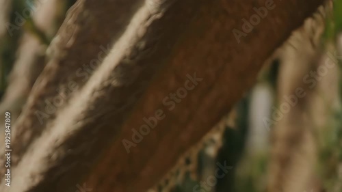 Close up of tree bark texture with natural light and bokeh background.