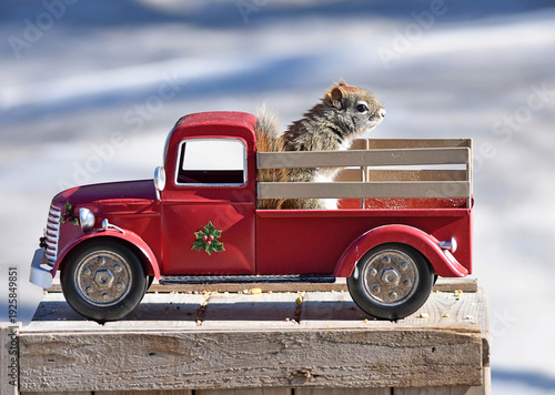 American Red Squirrel sitting in the back of a metal truck that I had in the yard. 