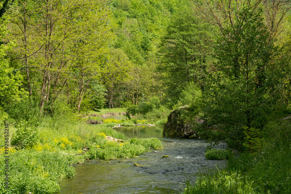 Fototapeta premium Peaceful mountain stream flowing through a lush green forest in spring