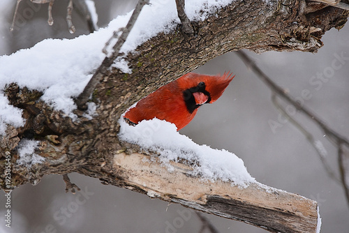 Red Cardinal Peeking through branches waiting for his turn at the bird feeder
