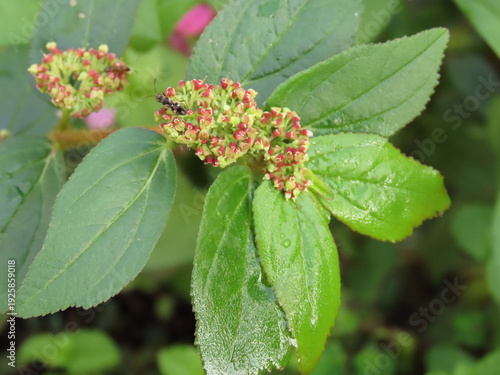 Cuadro en lienzo Closeup of asthma plant or hairy spurge (Euphorbia hirta), known in Brazil as erva de santa luzia