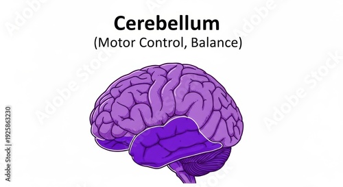 Human brain cerebellum anatomy illustration showing motor control and balance functions in a detailed purple colored diagrammatic representation clearly.