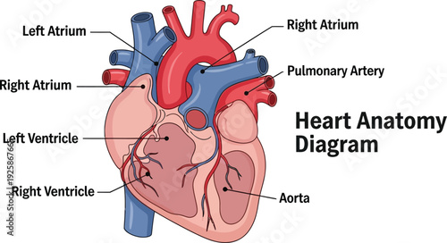 Vector heart anatomy diagram illustration
