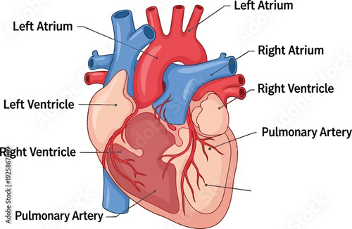 Vector illustration of human heart anatomy diagram