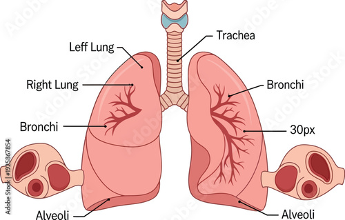 Vector illustration of human lungs anatomy