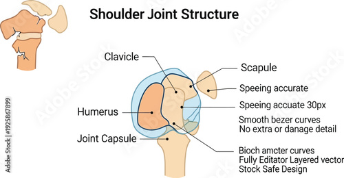 Vector illustration of shoulder joint anatomy diagram