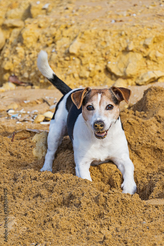 Wallpaper Mural Happy jack russell terrier digging in sand on sunny dog friendly beach, playful mood Torontodigital.ca