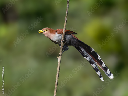 Common Squirrel Cuckoo  Perched On Vertical Branch In Forest on Green Background