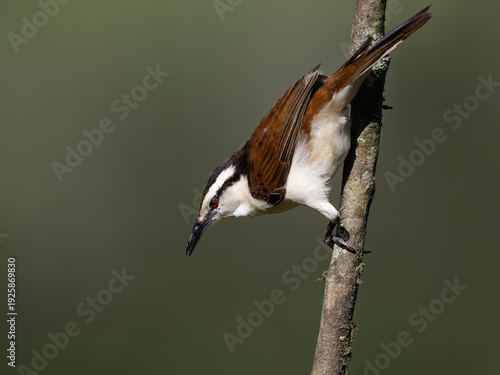 Bicolored Wren Perched on Vertical Branch in Tropical Forest