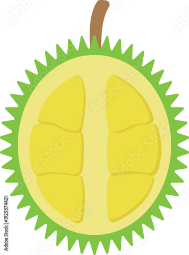 Durian Fruit Illustration Cut in Half with Segments