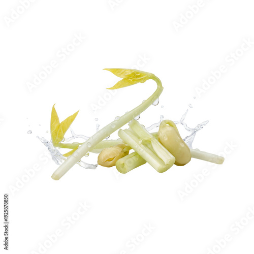 Vibrant Fresh Mung Bean Sprouts and Assorted Green Vegetables with Dynamic Water Splash, Symbolizing Purity, Healthy Growth, and Natural Refreshment