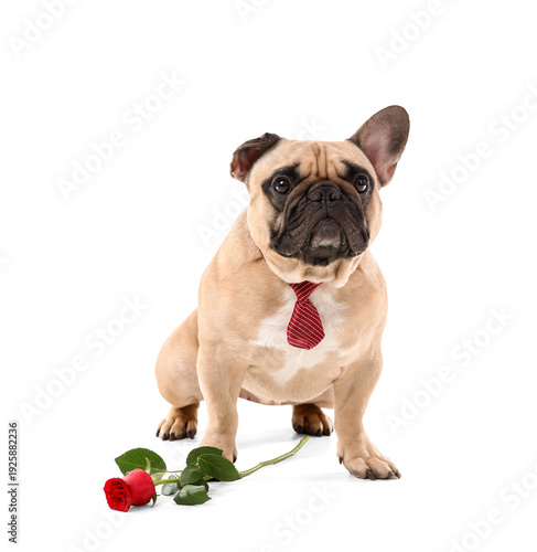 Cute French bulldog with ne...
