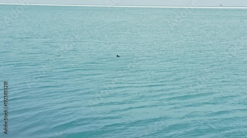 A dolphin is swimming in blue water close to the shore. The scene shows a vast ocean under a clear sky. It is mid-afternoon, and the water is calm and inviting.