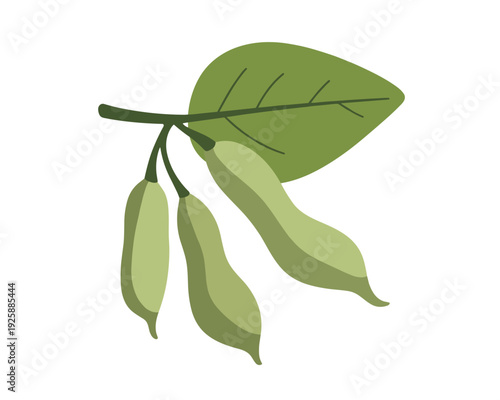 Green Bean Pods and Leaf on a White Background beans