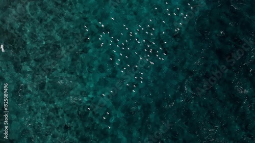Bandada de gaviotas alzando el vuelo sobre las olas del mar azul y cristalino, vista aérea, Aruba